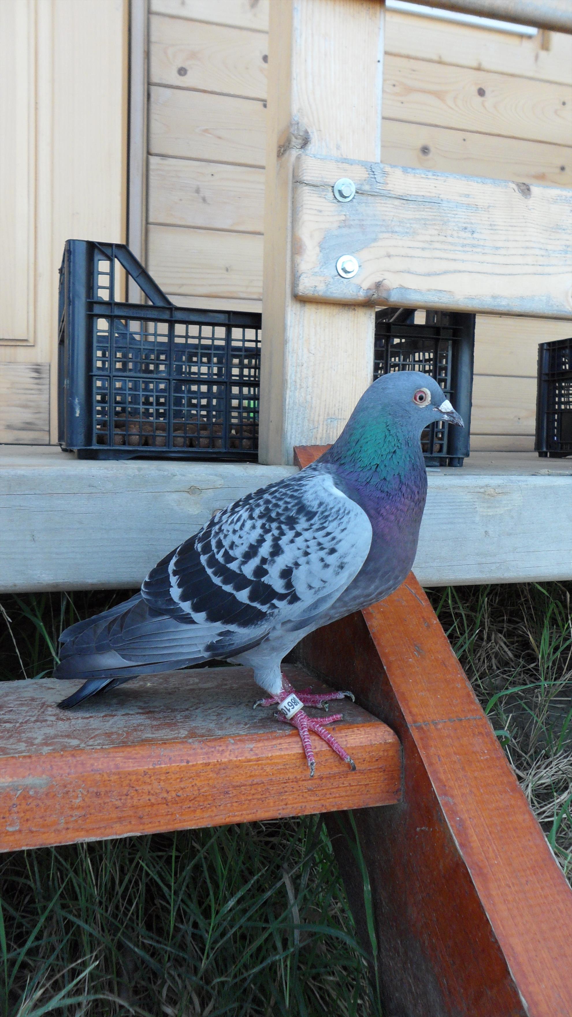 Pleasa1 2 - 3 august 2014 - sam0099.JPG